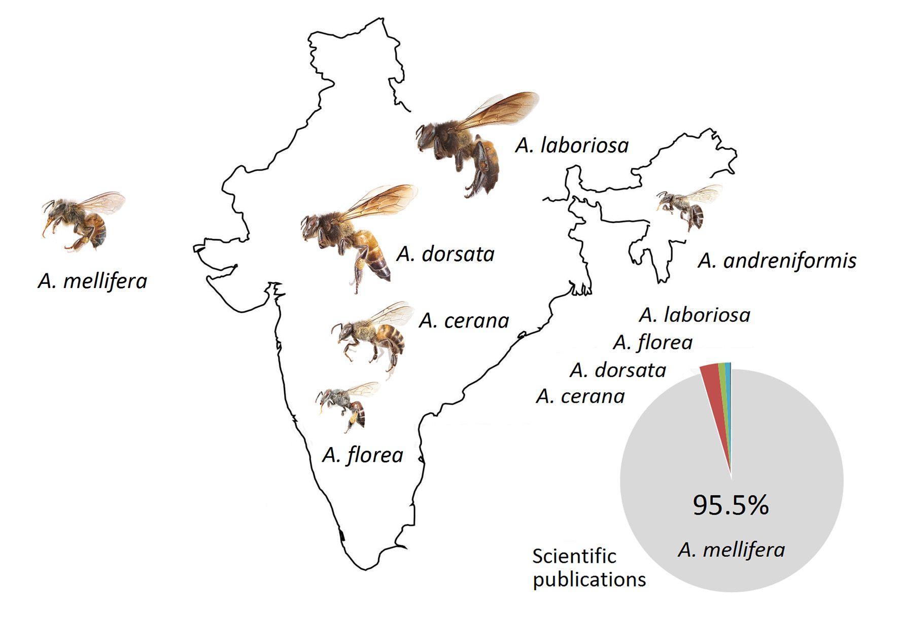 Pollinators in the urban age | Heinrich Böll Stiftung | India Office