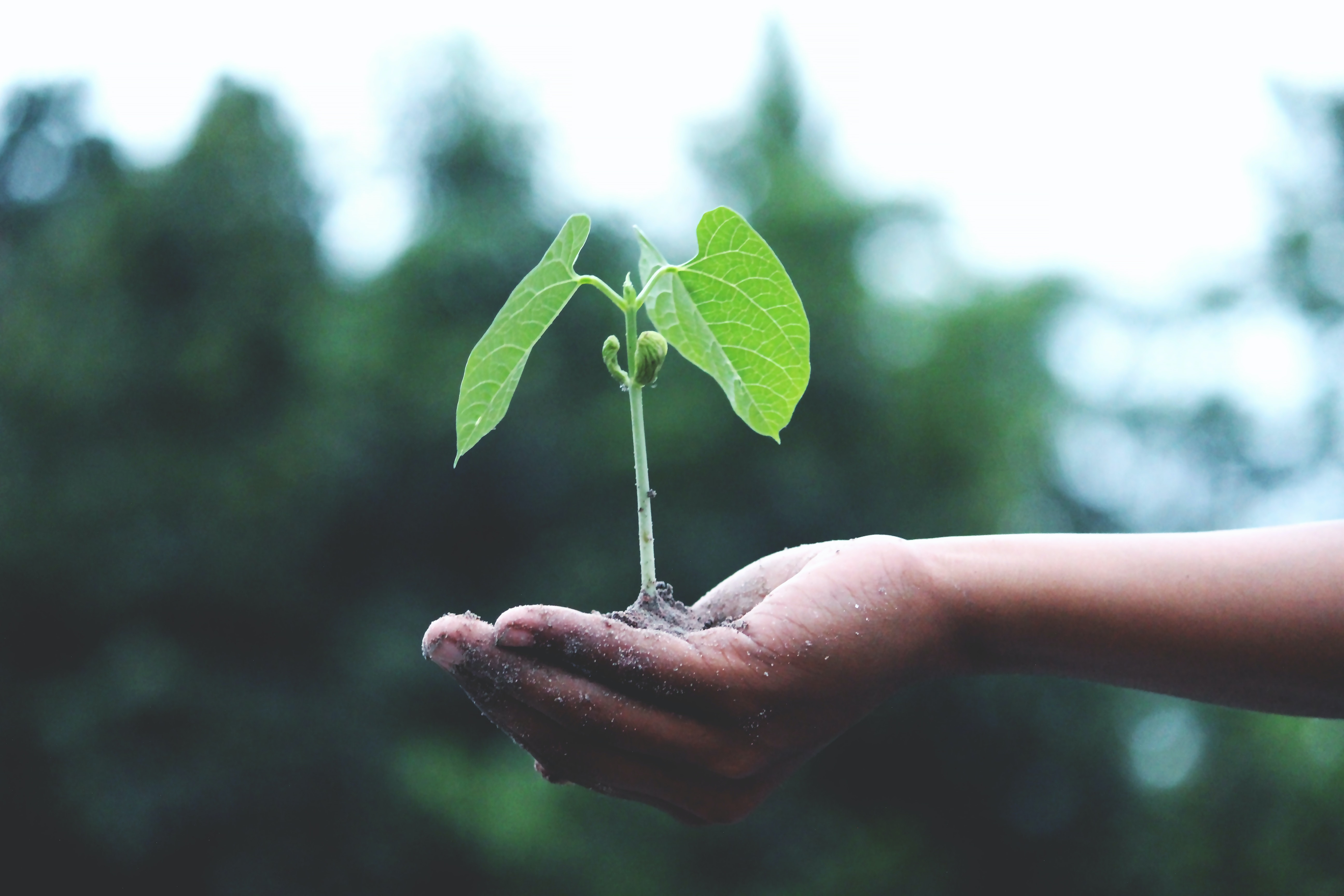 Person holding a green plant Person holding a green plant