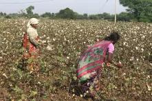 Women and genetically modified crops: Bt cotton in India