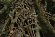 The Wahmawlong living root bridge. Photo by Sonal Jain