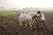 A farmer ploughs his field with oxen in Kadmati Village, Brahampur, West Bengal, India.