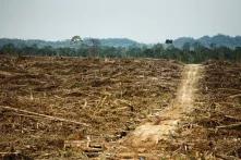 Deforestation