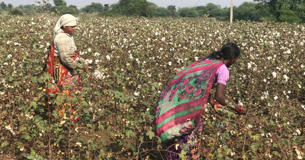 New Bt cotton hybrid to boost yield