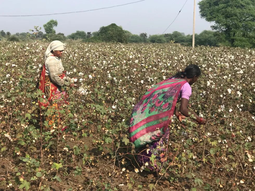 Women and genetically modified crops: Bt cotton in India