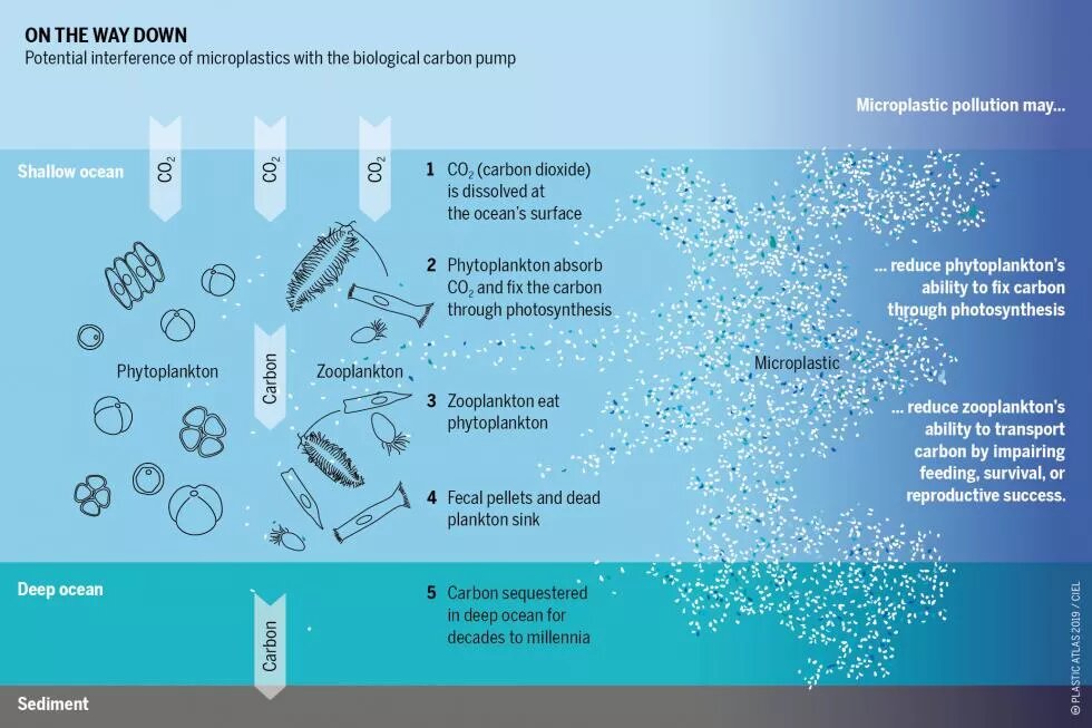 The oceans absorb a quarter of anthropogenic greenhouse emissions. Pollution by microplastics may put the biological carbon pump at risk. More research is needed.