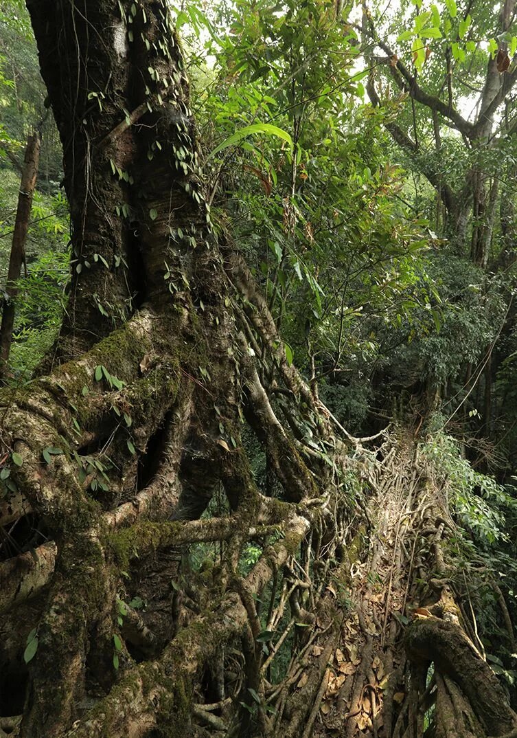 The Wahmawlong living root bridge. Photo by Sonal Jain 2020