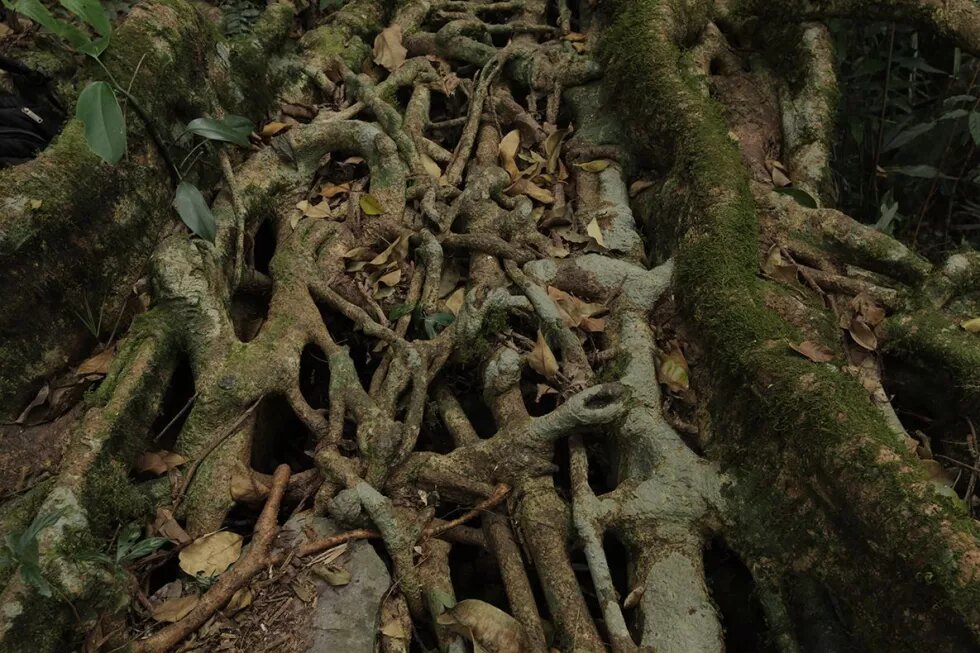 The Wahmawlong living root bridge. Photo by Sonal Jain