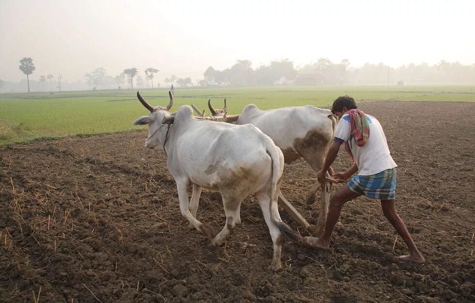 A farmer ploughs his field with oxen in Kadmati Village, Brahampur, West Bengal, India. A farmer ploughs his field with oxen in Kadmati Village, Brahampur, West Bengal, India.