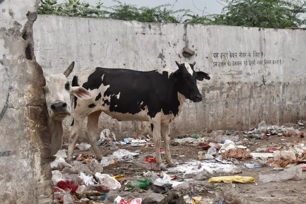 A dumping yard meant for storing cow dung, where cows are now found chewing polythene bags.