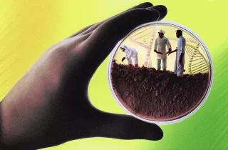 Genetically modified crops Genetically modified crops