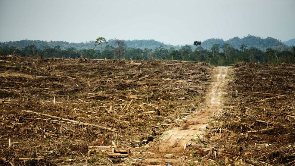 Deforestation Deforestation